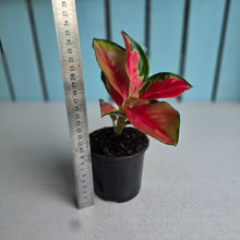 Load image into Gallery viewer, #W6 Aglaonema Thailand Red