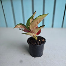 Load image into Gallery viewer, #W6 Aglaonema Thailand Red