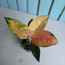 Load image into Gallery viewer, #W14 Aglaonema Spitfire