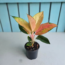 Load image into Gallery viewer, #W14 Aglaonema Spitfire