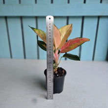 Load image into Gallery viewer, #W14 Aglaonema Spitfire