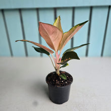 Load image into Gallery viewer, #W14 Aglaonema Spitfire