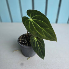 Load image into Gallery viewer, #78 Anthurium NOID