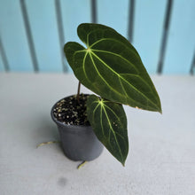Load image into Gallery viewer, #78 Anthurium NOID