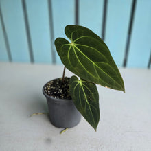 Load image into Gallery viewer, #78 Anthurium NOID