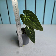 Load image into Gallery viewer, #78 Anthurium NOID