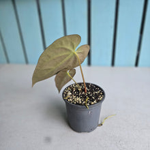Load image into Gallery viewer, #78 Anthurium NOID