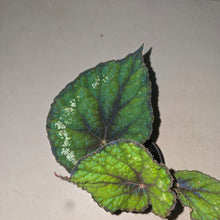 Load image into Gallery viewer, #W50 Begonia Unknown