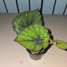 Load image into Gallery viewer, #W50 Begonia Unknown
