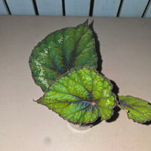 Load image into Gallery viewer, #W50 Begonia Unknown