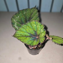Load image into Gallery viewer, #W50 Begonia Unknown