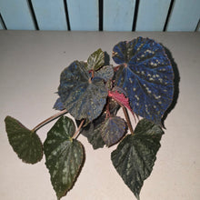 Load image into Gallery viewer, #R31 Begonia Unknown