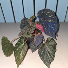 Load image into Gallery viewer, #R31 Begonia Unknown
