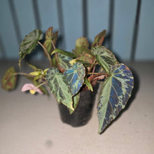 Load image into Gallery viewer, #R221 Begonia Burkillii Silver