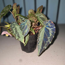 Load image into Gallery viewer, #R221 Begonia Burkillii Silver