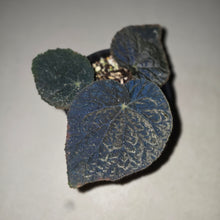Load image into Gallery viewer, #R18 Begonia 'Black Narcissus'