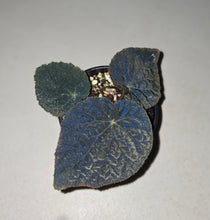 Load image into Gallery viewer, #R18 Begonia 'Black Narcissus'