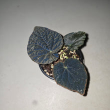 Load image into Gallery viewer, #R18 Begonia 'Black Narcissus'