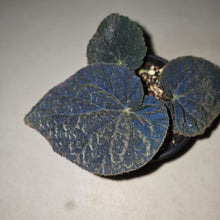 Load image into Gallery viewer, #R18 Begonia 'Black Narcissus'