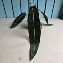 Load image into Gallery viewer, #R91 Anthurium Warocqueanum - Dark Narrow Form