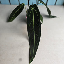 Load image into Gallery viewer, #R91 Anthurium Warocqueanum - Dark Narrow Form