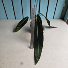 Load image into Gallery viewer, #R91 Anthurium Warocqueanum - Dark Narrow Form