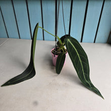 Load image into Gallery viewer, #R91 Anthurium Warocqueanum - Dark Narrow Form