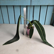 Load image into Gallery viewer, #R91 Anthurium Warocqueanum - Dark Narrow Form