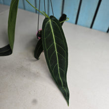 Load image into Gallery viewer, #R91 Anthurium Warocqueanum - Dark Narrow Form
