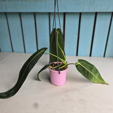 Load image into Gallery viewer, #R91 Anthurium Warocqueanum - Dark Narrow Form