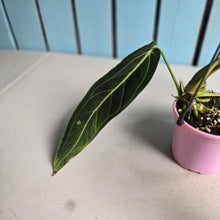 Load image into Gallery viewer, #R91 Anthurium Warocqueanum - Dark Narrow Form