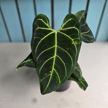 Load image into Gallery viewer, #RA19 Anthurium Regale