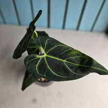 Load image into Gallery viewer, #RA19 Anthurium Regale