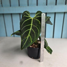 Load image into Gallery viewer, #RA19 Anthurium Regale