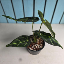 Load image into Gallery viewer, #RA19 Anthurium Regale