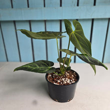 Load image into Gallery viewer, #RA19 Anthurium Regale