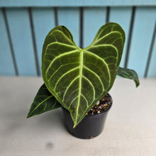 Load image into Gallery viewer, #R89 Anthurium Regale