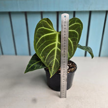 Load image into Gallery viewer, #R89 Anthurium Regale