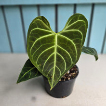 Load image into Gallery viewer, #R89 Anthurium Regale
