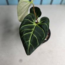 Load image into Gallery viewer, #R89 Anthurium Regale