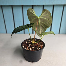 Load image into Gallery viewer, #R89 Anthurium Regale
