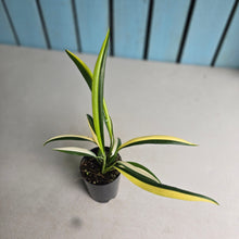 Load image into Gallery viewer, #B75 Variegated Epipremnum Amplissimum