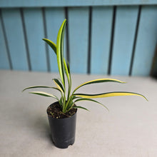 Load image into Gallery viewer, #B75 Variegated Epipremnum Amplissimum