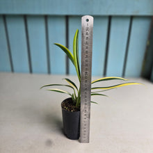 Load image into Gallery viewer, #B75 Variegated Epipremnum Amplissimum