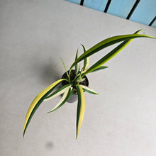 Load image into Gallery viewer, #B75 Variegated Epipremnum Amplissimum