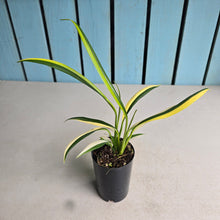 Load image into Gallery viewer, #B75 Variegated Epipremnum Amplissimum