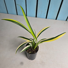 Load image into Gallery viewer, #B75 Variegated Epipremnum Amplissimum