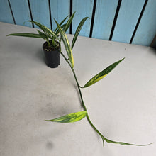 Load image into Gallery viewer, #B106 Variegated Epipremnum Amplissimum