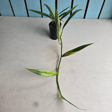 Load image into Gallery viewer, #B106 Variegated Epipremnum Amplissimum