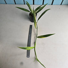 Load image into Gallery viewer, #B106 Variegated Epipremnum Amplissimum